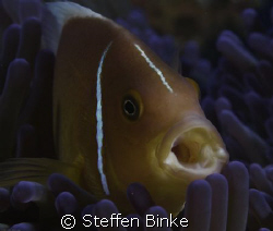 another Clownfish by Steffen Binke 